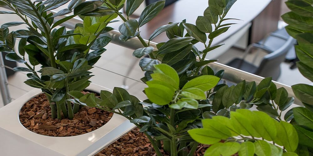 Why you should Pick Artificial Plants over Natural plants